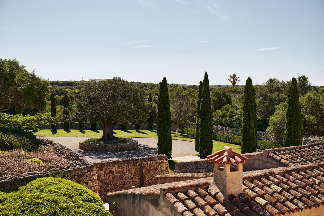 The circular drive and its old olive tree, seen over the rooftops