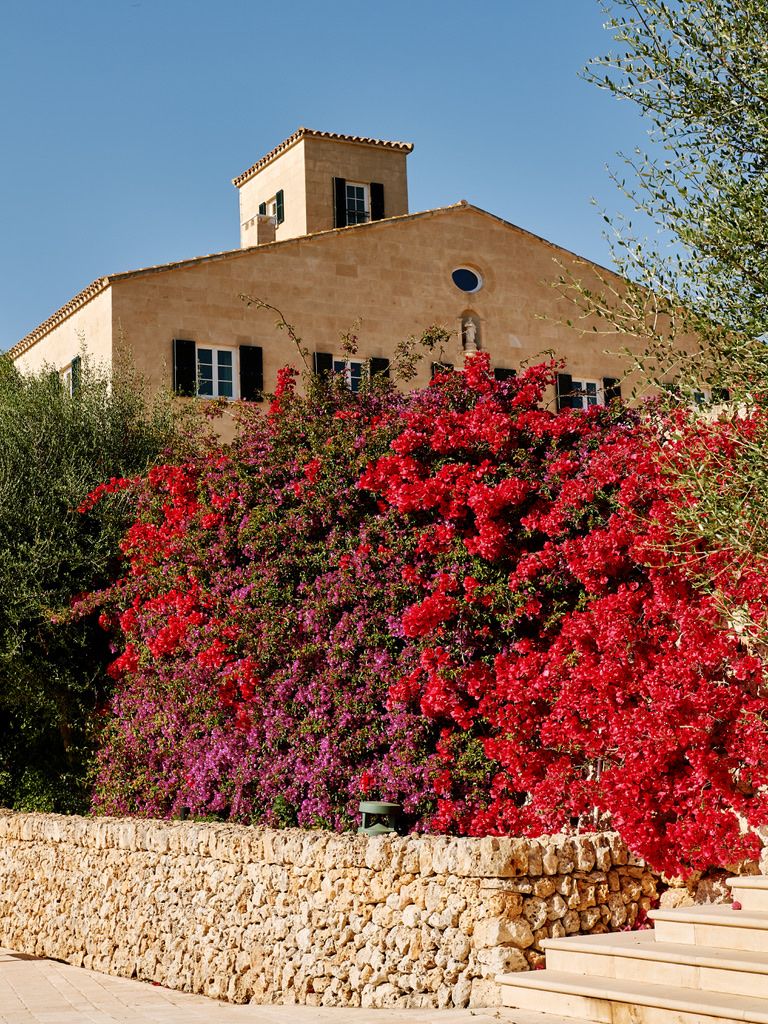 Bougainvillea in full flower against the house