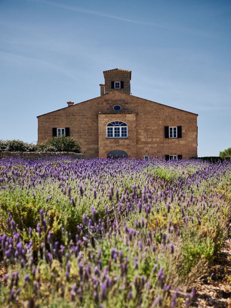 The house rising beyond the lavender field