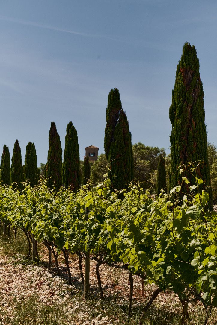 Vines in leaf, cypresses and the tower beyond